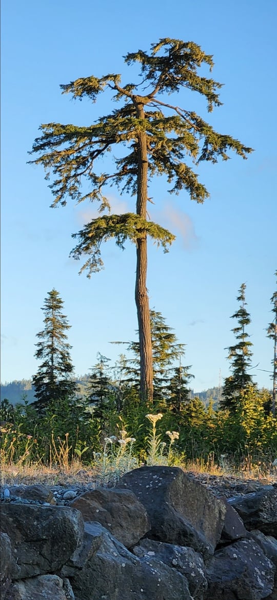 The Hemlock thumbnail 10